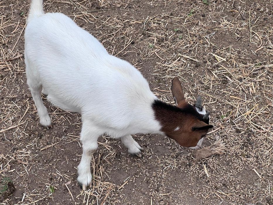 Vendem-se cabras anãs