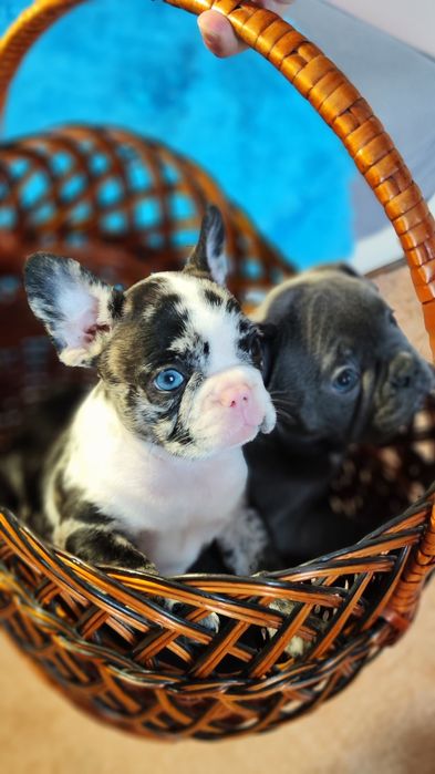 Французики генні карапузики