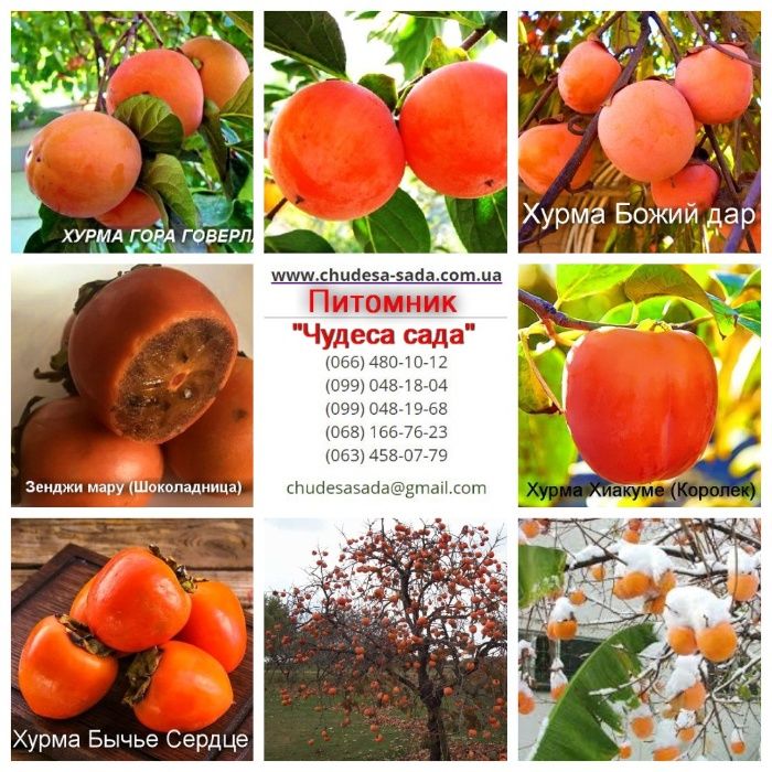 Саженцы виноград, хурма, шелковица, сливы, голубика, кизил,арония,розы