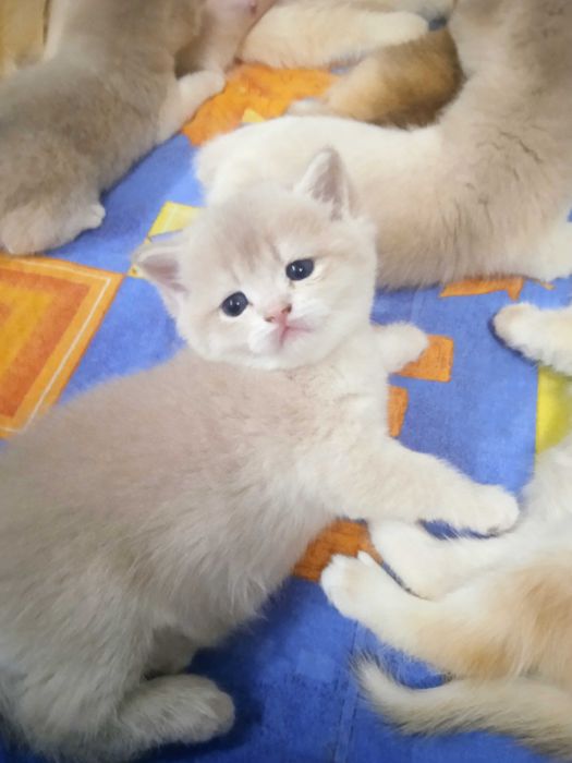 Продаються котики