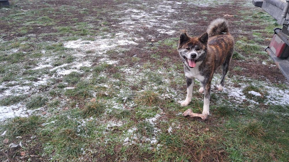 Akita inu sprzedam suczka