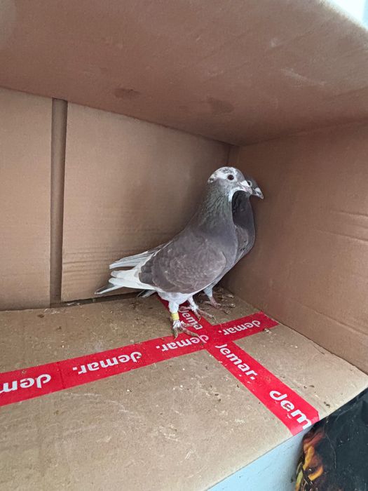 Gołębie pocztowe zagraniczne Romania