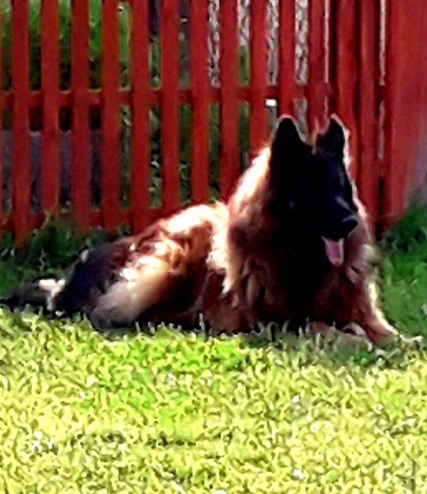 Owczarek niemiecki długowłosy POTĘGA