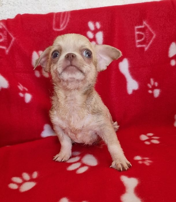 Menino chihuahua