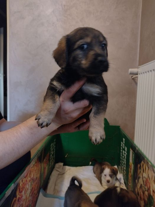 Szczeniaki mieszance po półpekinczykach