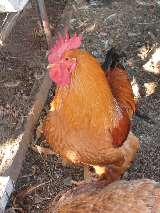 Ovos de galinhas de raça portuguesas