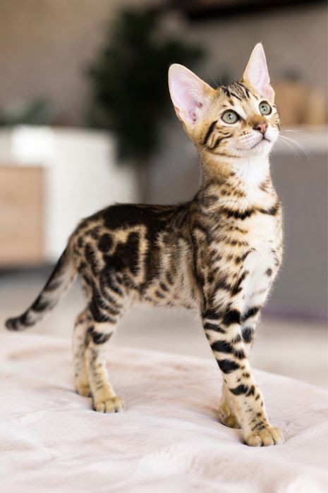 Kot Savannah F5 marmurkowy gotowy do zmiany domu po championie TICA