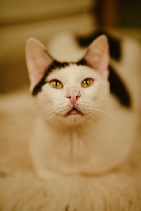 Cudowny Orzeszek do adopcji !