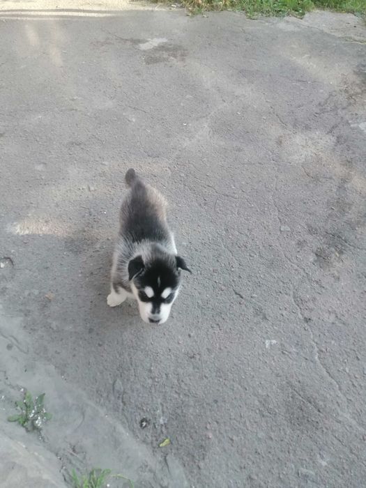 Продам щенка хаскі дівчинку
