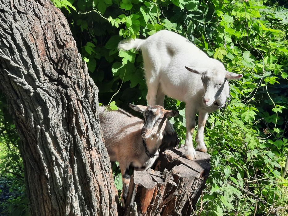 Продам  4 - місячних кізочок