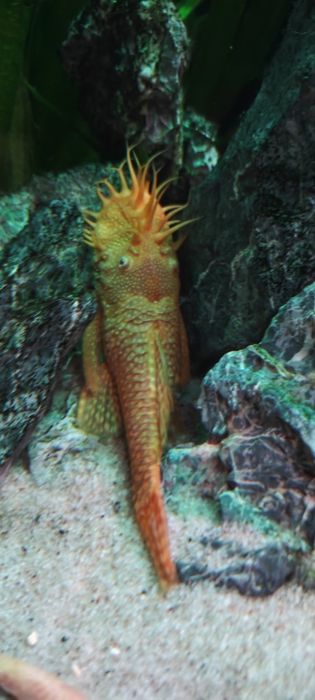 Glonojad albinos samiec