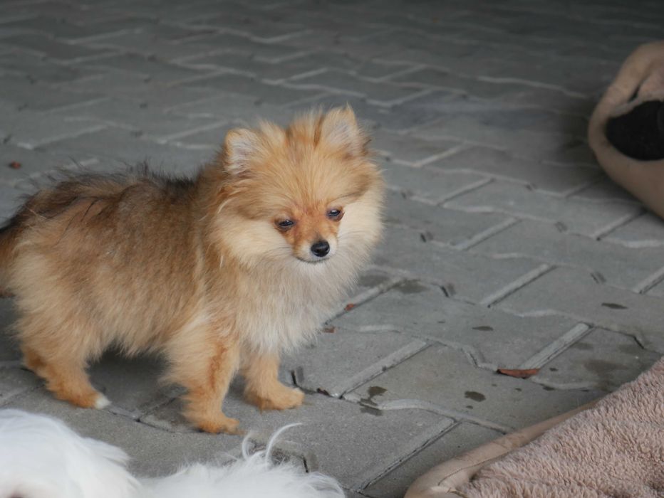 Szpic miniaturowy- Pomeranian Mikro Sunia