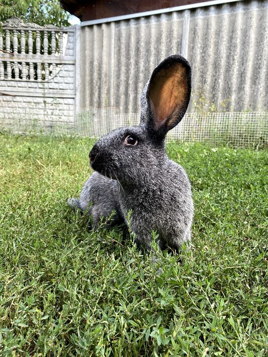 Продам кролики Полтавське срібло