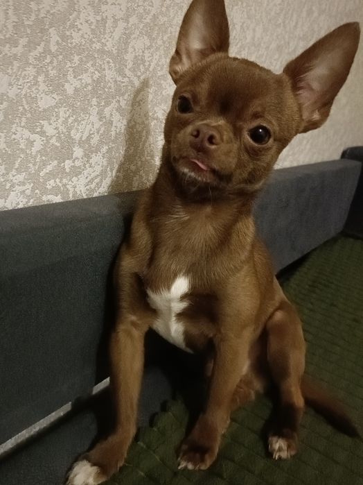 В'язка ,самець ,чіхуахуа