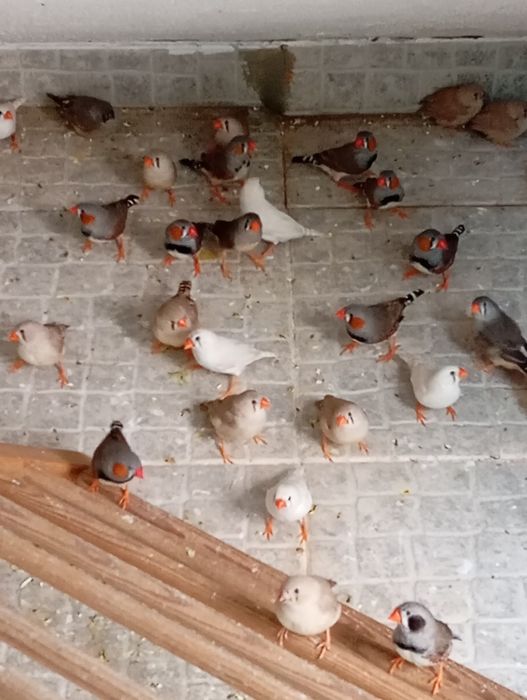 Mandarins jovens.