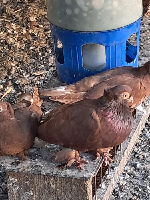 Gołębie.    fejfry