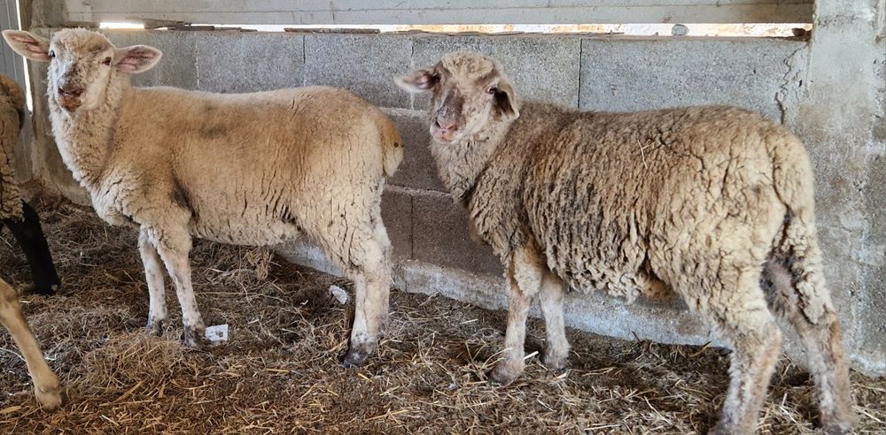 Ovelhas suffolk com il france