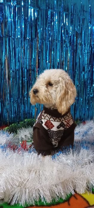 Мальтіпу - щенки