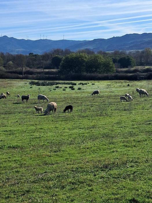 Ovelhas e borregas cruzadas sulfok