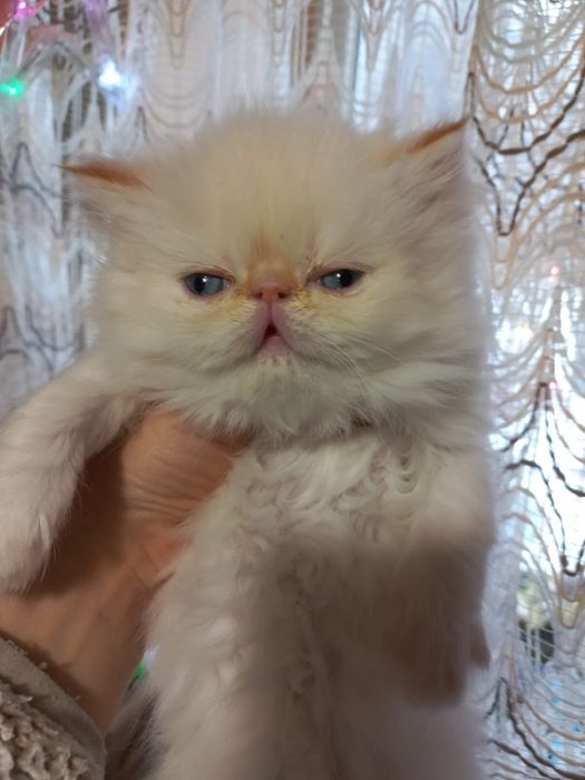 Персидські дівчатка