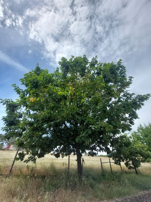Planta da árvore do carvalho americano