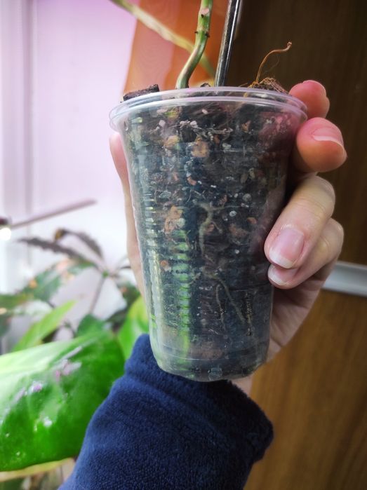 Philodendron Florida beauty alba, Florida Bronz