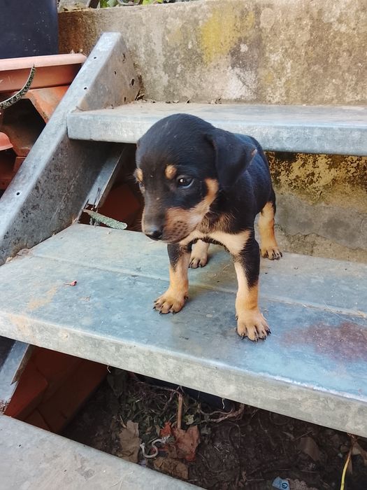Cachorrinhos para adoção