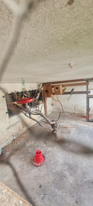 Tenho caturras para troca ou venda