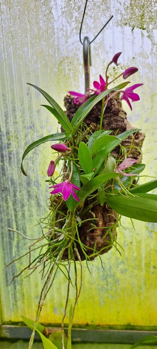 Montagem de Dendrobium  Berry Oda