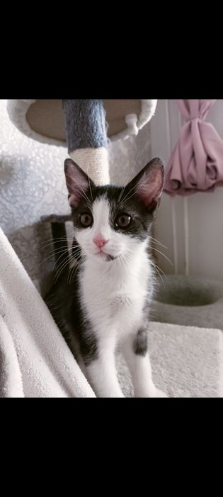 Oddam kocią rodzinę