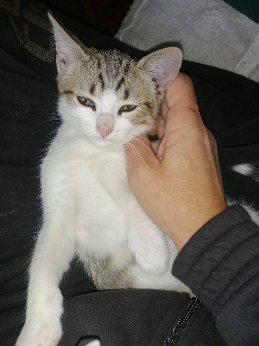 Отдам  в хорошие руки милашку, котёнка