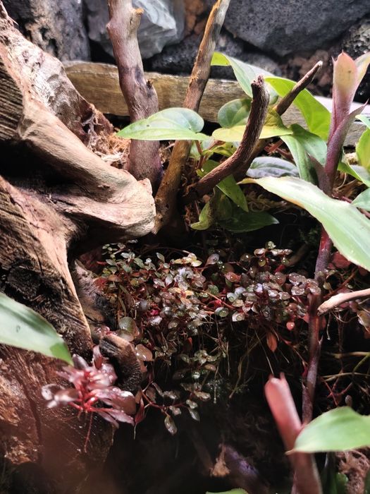 Czerwona roślina do terrarium