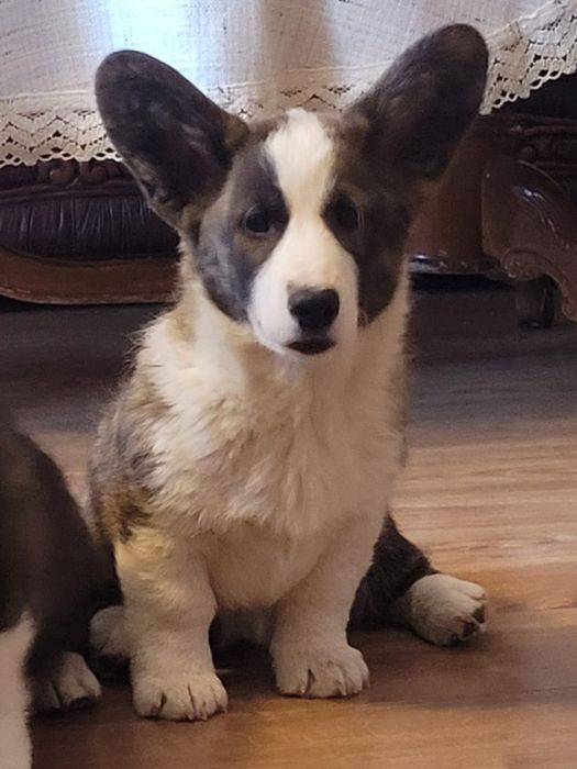 Welsh corgi cardigan