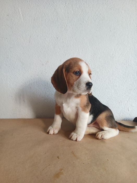 Beagle tricolor  porte pequeno