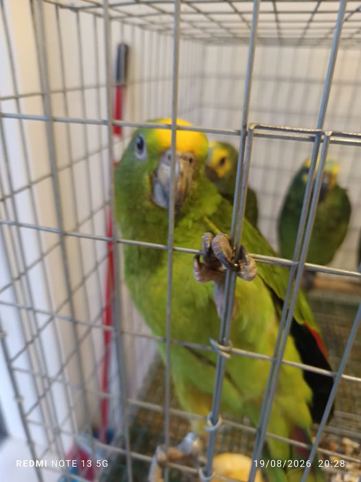 Aestivas e acrochephalos para acabar de criar a mão