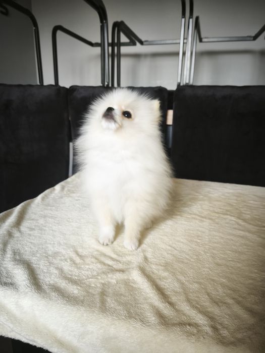 Szpic miniaturowy pomeranian