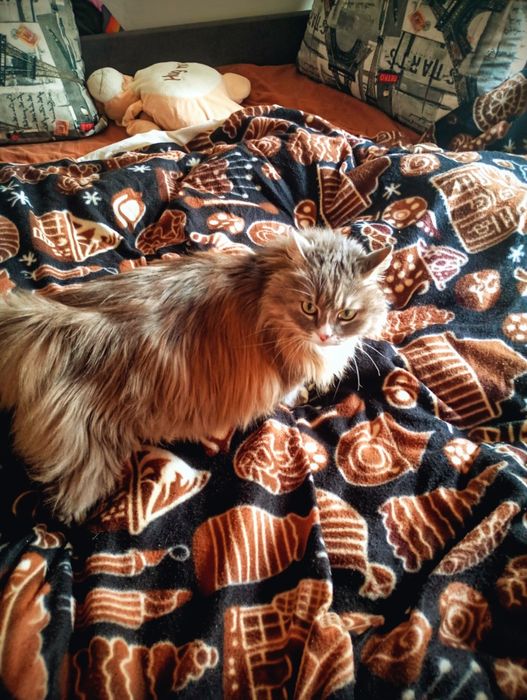 Передержка животных, Передержка Кошек