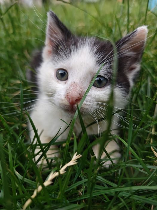 Kocięta szukają domów