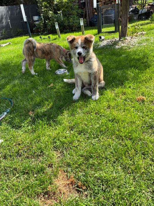 Szczenię Akita Inu