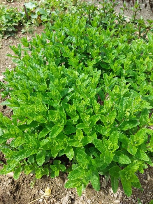 Mięta mojito/mohito marokańska, mięta cytrynowa sadzonka