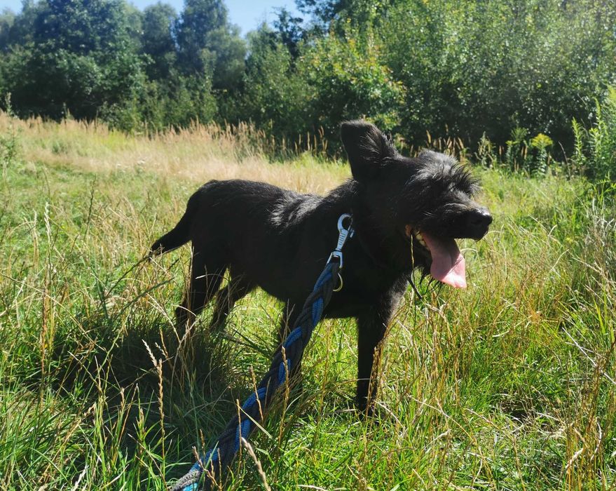 Bunia - malutka sunia odebrana ze złych warunków