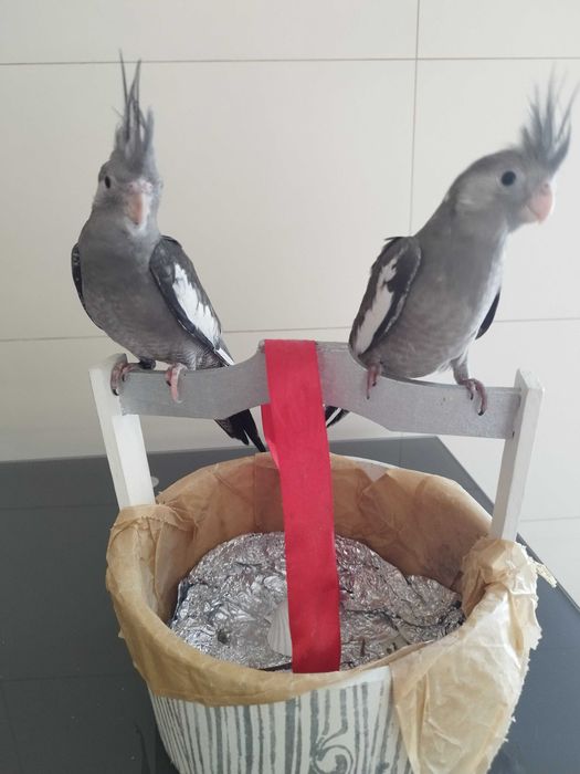 Caturras domesticadas