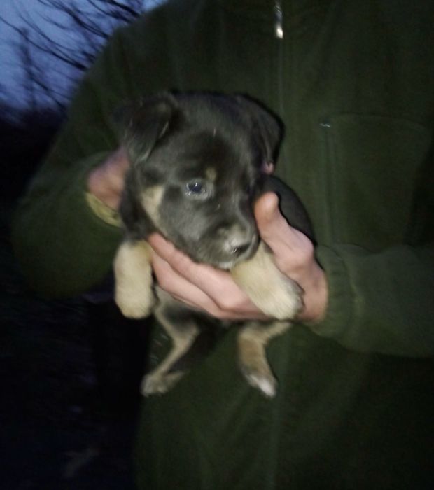 Срочно отдам щенков 2х месячных  Днепр Синельникова