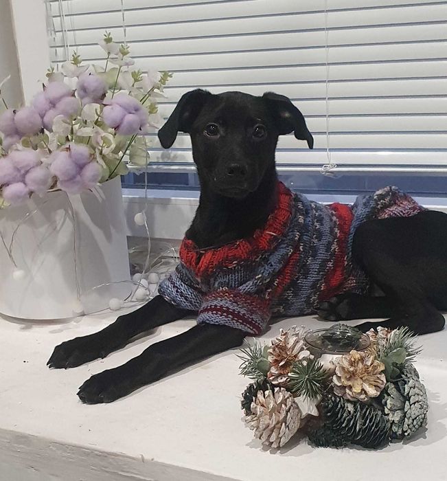 Ніка, цуценя-дівчинка шукає сім'ю