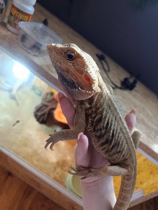Terrarium z Agamą brodatą + GRATISY