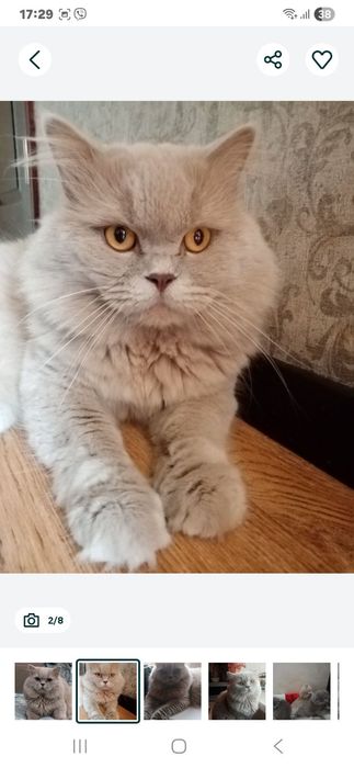 В'язка Шотландський прямоухий