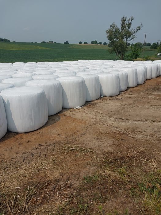 Sianokiszonka owies z koniczyną dla koni