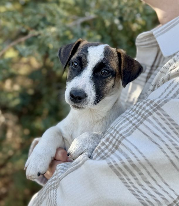 Дівчинка Джек Рассел КСУ /a811