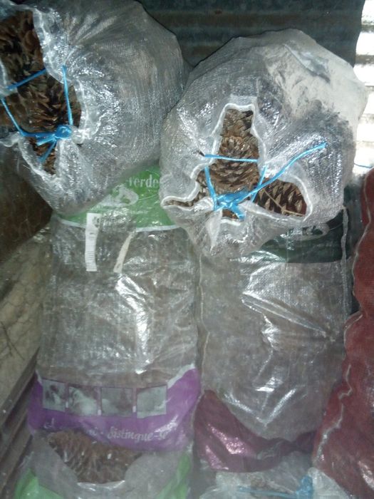 Pinhas Bravas / Pinhocas / Acendalha