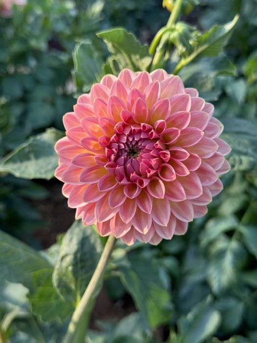 Жоржини помпонні Cherish, Tam Tam, Cornel Bronze, Rocco